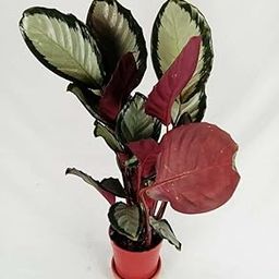 Neethu's Mart | Calathea Picturata Argentea | Healthy Live Plant | Natural Air Purifier | Indoor/Outdoor Plants for Home & Office Decor-image-28