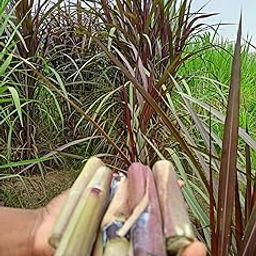 Red napier Grass | Australian Napier | Napier Stick | Pack of 25 Red Napier Grass Stick-picture-6