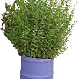 Live Henna Mehndi Herbal Ayurvedic Natural Plant Outdoor Plant With Plastic Pot-image-97