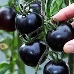 Green Gallery Black Tomato Fresh Vegetable Seeds for TerrSPACE and Kitchen Gardening Planting Farming-image-2