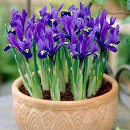 Navya germination Iris Flower Bulbs Best Pack of 8 Imported Hybrid Bulbs In Blue Color For Your Home Garden-image-96