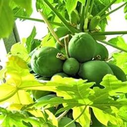 Hybrid papaya seeds for home garden Pack Of 900-image-46