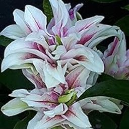 SVG® Oriental lily Lilium Imported Double Flower Bulbs For Your Home & Garden pack of 3 bulbs (WHITE WITH PINK SHADE)-image-78