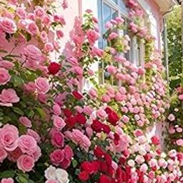 Oakwood Farms® Climbing Rose imported Flower seeds For Your home Gardening Pack of 100 seeds (PINK SHADE)-image-82