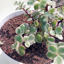 ORIPI Variegated Jade Plant – Indoor Bonsai Succulent Crassula Ovata – 40 cm Money Tree for Home Office Desk Decor – Easy Care Live Plant-picture-10