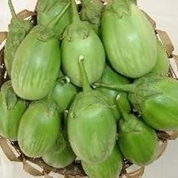 Brinjal plant (Pack of 1)-image-10