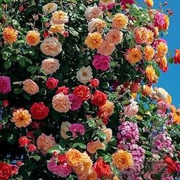 Radha Krishna Agriculture® Climbing Rose Imported Flower Seeds for Your Home and Gardening Pack Of 60 to 80 seeds (MIXEDCOLOR)-image-79