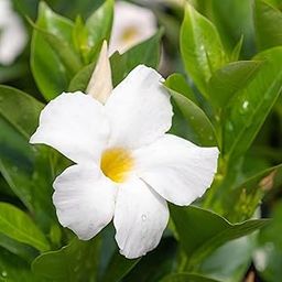 Samadrita Store White Mandevilla | Rocktrumpet | Dipladenia Hybrid Healthy & Live Flower Plant For Home & Garden (Pack Of 1) (White)-image-66