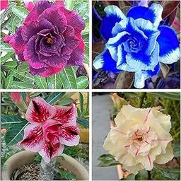 Combo 4 pack, Desert Rose Adenium Mixed Variety Seeds, Rare Double Petal Collection - Purple, Blue, Pink, and Cream Colours-image-1