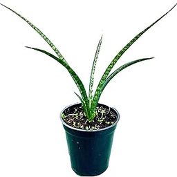 The Four Seasons Sansevieria Fernwood Mikado Rare Natural Live Snake Plant in Pot-image-75