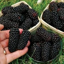 ANIEKWENNA Hybrid Sweet Black Mulberry/Shahtoot Plant Bearing Fresh&Healthy |Must-Have Sweet Layering/Grafted For Gardeners |Live Hybrid Plant | All Season Rare Tropical Tasty Fruit Tree (Pack of 1)-image-2