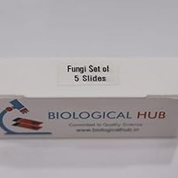 Biological HUB - Microscopic Permanent Prepared Slides, Fungi Set of 5 Slides-picture-17