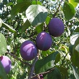 M-Tech Gardens Rare damson Prunus domestica"Blue Plum" 1 Layering Live Plant-image-28