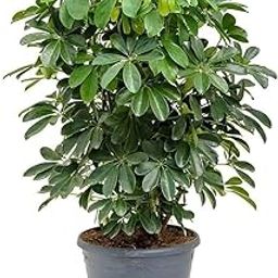 NEW DEBNATH NURSERY Schefflera Green Live Plant-image-69