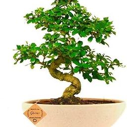 Abana Homes Bonsai Live Plant - 10 Years Old Carmona Flowering & Fragrance Bonsai Tree | Unique Bonsai Plants for Home Indoor | Ideal for Office, Living Room, Balcony | Height: 40cm-image-11
