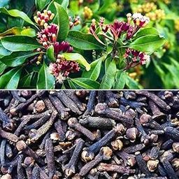 Market Man,Lobongo plant/1 healthy live lobongo plant.Dwarf Varieties Clove/Lobongo (Syzygium Aromaticum) Plant & Tree Live Plant And Tree For Home And Garden (Pack Of 1)-picture-14