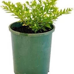 Mphmi Nursery Delhi Plant NCR Cuphea Hyssopifolia Plant - Cuphea White-picture-12