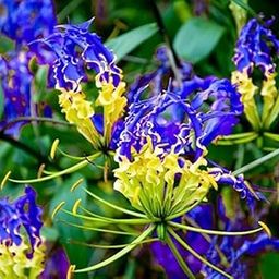Ritz Farming Gloriosa Climbing Lilies Flower bulbs, Flame lily, fire lily, gloriosa lily, glory lily (pack of 10 Flower bulbs)-image-15