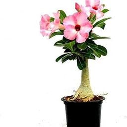 Bonsai plants for home indoor live real,Adenium bonsai plant (Pack of 1 WITH POT)-image-82