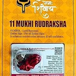 generic 11 Mukhi Rudraksha Eleven Faced Rudraksh Bead Original & Certified for Men and Women-picture-3