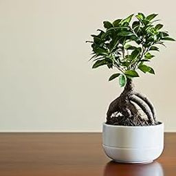 PLANT STORE® Ficus Ginseng Grafted Bonsai - 7 Years Old air Purifying Live Plant-image-59