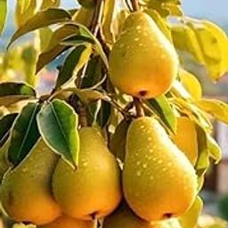 OpLeaves - Pear babugosha dwarf grafted live trees Naspati hybrid Pear Fruit Plant (Pack of 1)-image-44