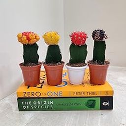 CAPPL Set of 4 Grafted Moon Cactus Small Live Plant-picture-24