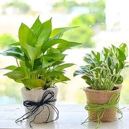 Phulwa Live Money Plant Combo Pack, Enjoy Plant & Green Money Plant, Indoor Plants with Decorative Jute Wrap, 2 Pieces-image-11