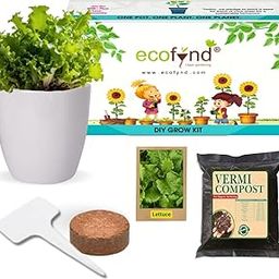 ecofynd DIY Grow Kit for Lettuce || DIY Easy Grow it Yourself Gardening Kit for Home and Garden || A Complete Beginner Gardeners Gardening Set || Best Return Gift For Kids Birthday Party-image-70