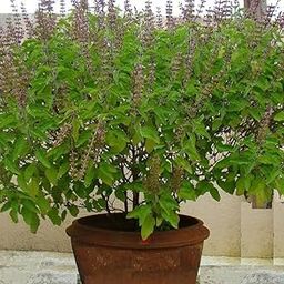 EverSneh Original Greem Rama Tulsi Live Plant||Good For Home Outdoor Gardening Herbal Plant Tulsi Plant With Black Plastic Pot-image-26