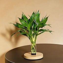 LBP NURSERY Lucky Bamboo Sticks 40cm,6 pieces-image-55