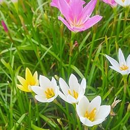 udanta Zaphyranthus - Rain Lily Mixed Flower Bulbs 10 Pc Seeds-image-53