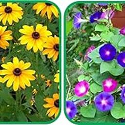 Agnico Morning Glory Mix Color (50 Seed) And Sunflower Miniature (50 Seed) Flower Seeds Pack.-image-9