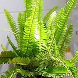 Boston Fern Live Plant for Home Decoration, Pteridophyta Plant for Garden, Natural Air Purifier Bonsai Good Luck Plant : With Black Pot-image-13