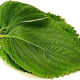 VibeX Heirloom Perilla Seeds Grow Your Own Purple Flat Leaves Shiso-350 Seeds-image-16