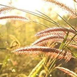 Creative Farmer Grass Seeds : Dinanath Grass Grass Seeds For Cattle - Grass Seeds Pack-image-36