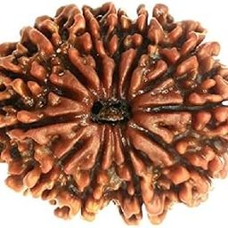 BluDiamond 12 Mukhi Nepali Rudraksha Original Certified बारह मुखी रुद्राक्ष Brown Beads 12 Face Rudraksh 12 मुखी रुद्राक्ष Barah Mukhe Rudrakshaa Pendent For Men Women Natural Twelve Face Rudraksha Blessing Lord Vishnu-picture-9