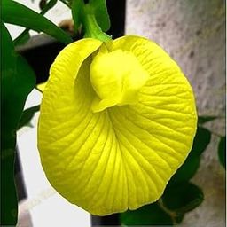 Yellow aparajita flower plant live, live plant for yellow aparajita flower (pack of 1)-image-49