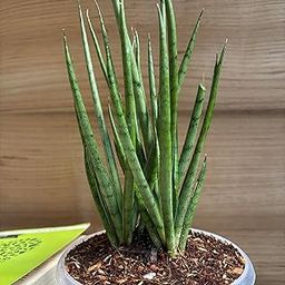 LITTLE JUNGLE Sansevieria Fernwood -Healthy Live Plants with White Pots, Air Purifying Plant, Indoor Plants with pots for home-image-55