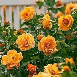 Bigreen Yellow Rose – Live Flowering Plant with Pot for Home & Garden Natural Plant Yellow Colour Rose Flower Tree Plant Hybrid Grafted-image-25