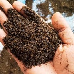 Organic Vermi Compost for Home Gardening Plant Booster 1kg-image-101