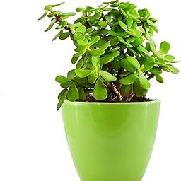 Live Jade Plant, Indoor Succulent Plant in Decorative Pot, Easy Care Houseplant Jade Plant (Battan Bel) Live Plant - Indoor Succulent Pack of 1-image-79