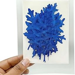 YellowCult Natural Real Dried & Pressed Flowers for Art Craft - Mixed, Multicolor for Soap, Candle, Scrapbooking, DIY, Resin Jewelry, Pendant - [Silver Chrysanthemum Leaf-Dark Blue]-image-95