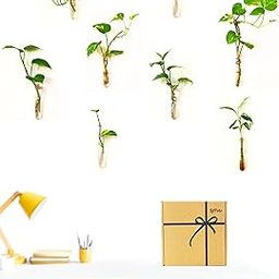 Lilpots Wall Hanging Glass Test Tube Planters | Modern Home Office Garden Decor for Indoor Plants | Hassle-Free Assembly with Hook & Ring | Unique Propagation Station for Money Plant Pothos (Set of 8)-image-9