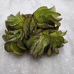 Giant Salvinia Salvinia molesta Aquatic Floating Plant 5 Piece-image-4