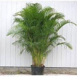Areca Palm Indoor Plant, Air Purifying, Live Plant For Home, Office-image-13