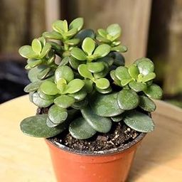 Live Jade Plant, Crassula Ovata, Indoor Lucky Succulent, Air Purifying Vastu Plant-image-43
