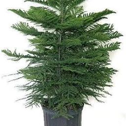 OhhSome Araucaria Plant (Norfolk Island Pine) Holy X-Mas Tree Live Plant, Christmas(1 Plant)-image-18