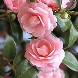 Natural Live healthy Camellia flower plant Pack of 1-image-14