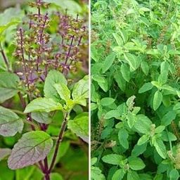 Tulsi Plant Live without Pot [ Rama Tulsi & Krishna Tulsi ] (Small Tulsi Combo)-image-30